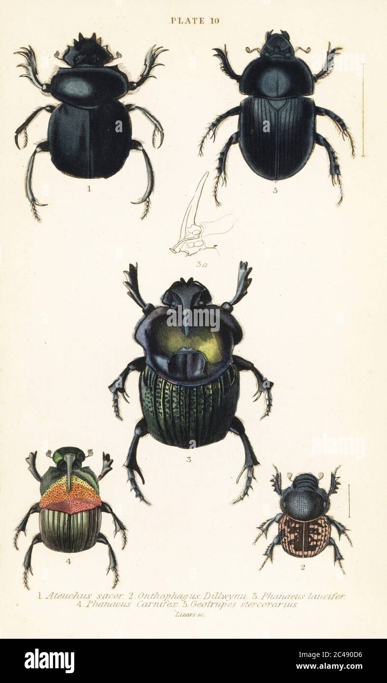 Sacred scarab beetle, Scarabaeus sacer 1, dung beetles, Onthophagus nuchicornis 2, Coprophanaeus lancifer 3, Sulcophanaeus carnifex 4, and earth-boring dung beetle, Geotrupes stercorarius 5. Handcoloured steel engraving by William Lizars from James Duncan’s Natural History of Beetles, in Sir William Jardine’s Naturalist’s Library, W.H, Lizars, Edinburgh, 1835. James Duncan was a Scottish zoologist and entomologist 1804-1861. Stock Photo