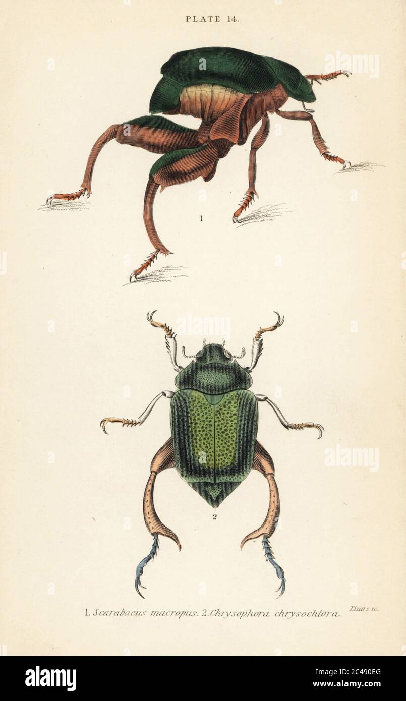 Frog-legged beetle or kangaroo beetle, Sagra papuana 1, and shining leaf chafer beetle, Chrysophora chrysochlora 2. (Kanguroo beetle, Scarabaeus macropus.) Handcoloured steel engraving by William Lizars from James Duncan’s Natural History of Beetles, in Sir William Jardine’s Naturalist’s Library, W.H, Lizars, Edinburgh, 1835. James Duncan was a Scottish zoologist and entomologist 1804-1861. Stock Photo