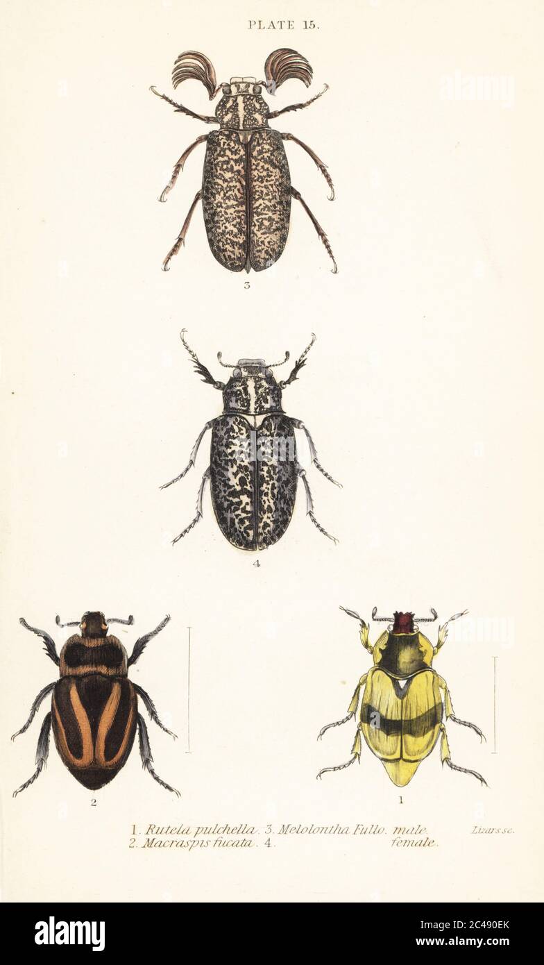 Scarab beetles: Pelidnota pulchella subsp. pulchella 1, Macraspis fucata 2, Polyphylla fullo, male 3, female 4. Handcoloured steel engraving by William Lizars from James Duncan’s Natural History of Beetles, in Sir William Jardine’s Naturalist’s Library, W.H, Lizars, Edinburgh, 1835. James Duncan was a Scottish zoologist and entomologist 1804-1861. Stock Photo