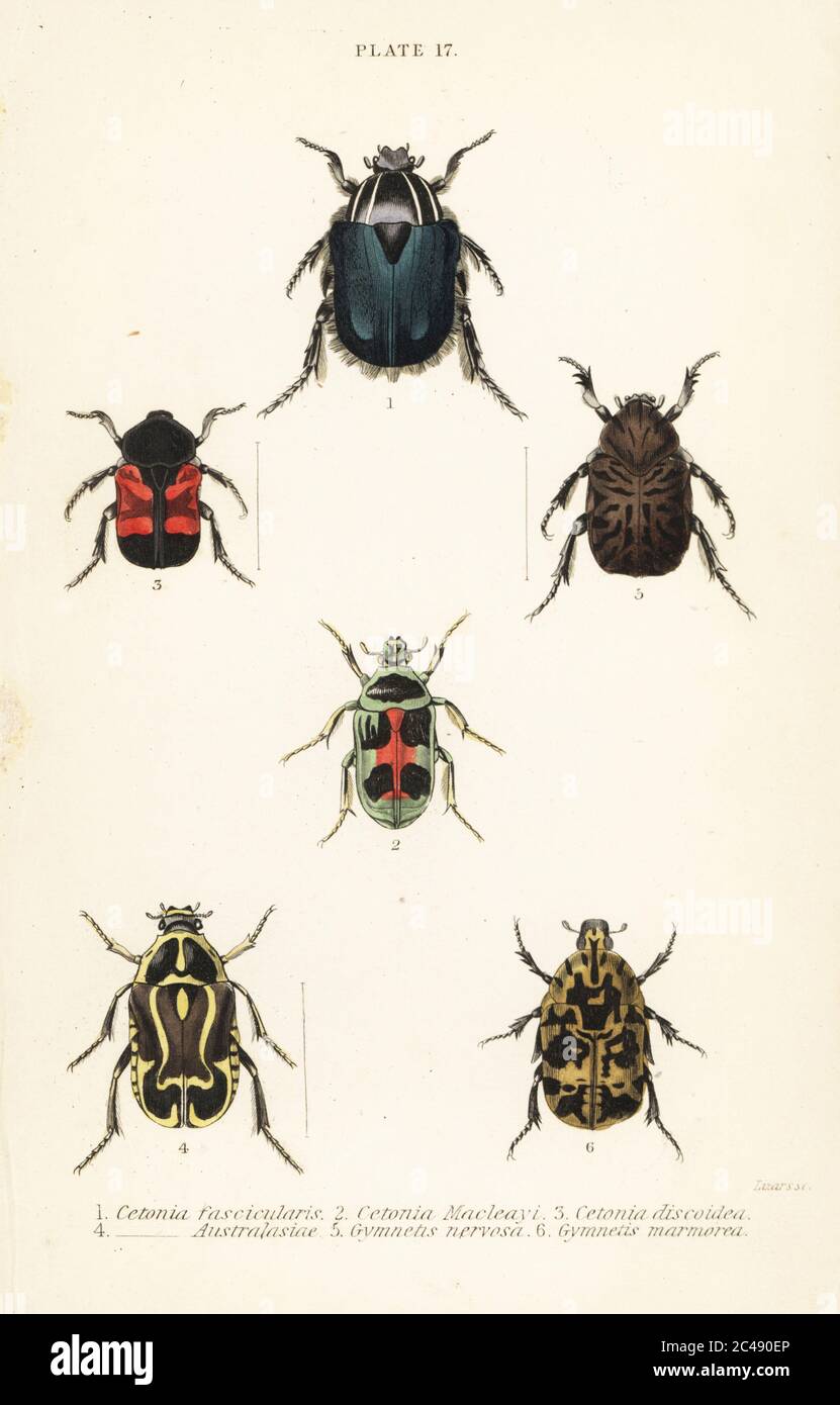 Rose chafer beetles: Cetonia fascicularis 1, Heterorhina macleayi 2, Gametoides subfasciata 3, fiddler beetle, Eupoecila australasiae 4, Gymnetis hieroglyphica 5 and Gymnetis marmorea 6. Handcoloured steel engraving by William Lizars from James Duncan’s Natural History of Beetles, in Sir William Jardine’s Naturalist’s Library, W.H, Lizars, Edinburgh, 1835. James Duncan was a Scottish zoologist and entomologist 1804-1861. Stock Photo