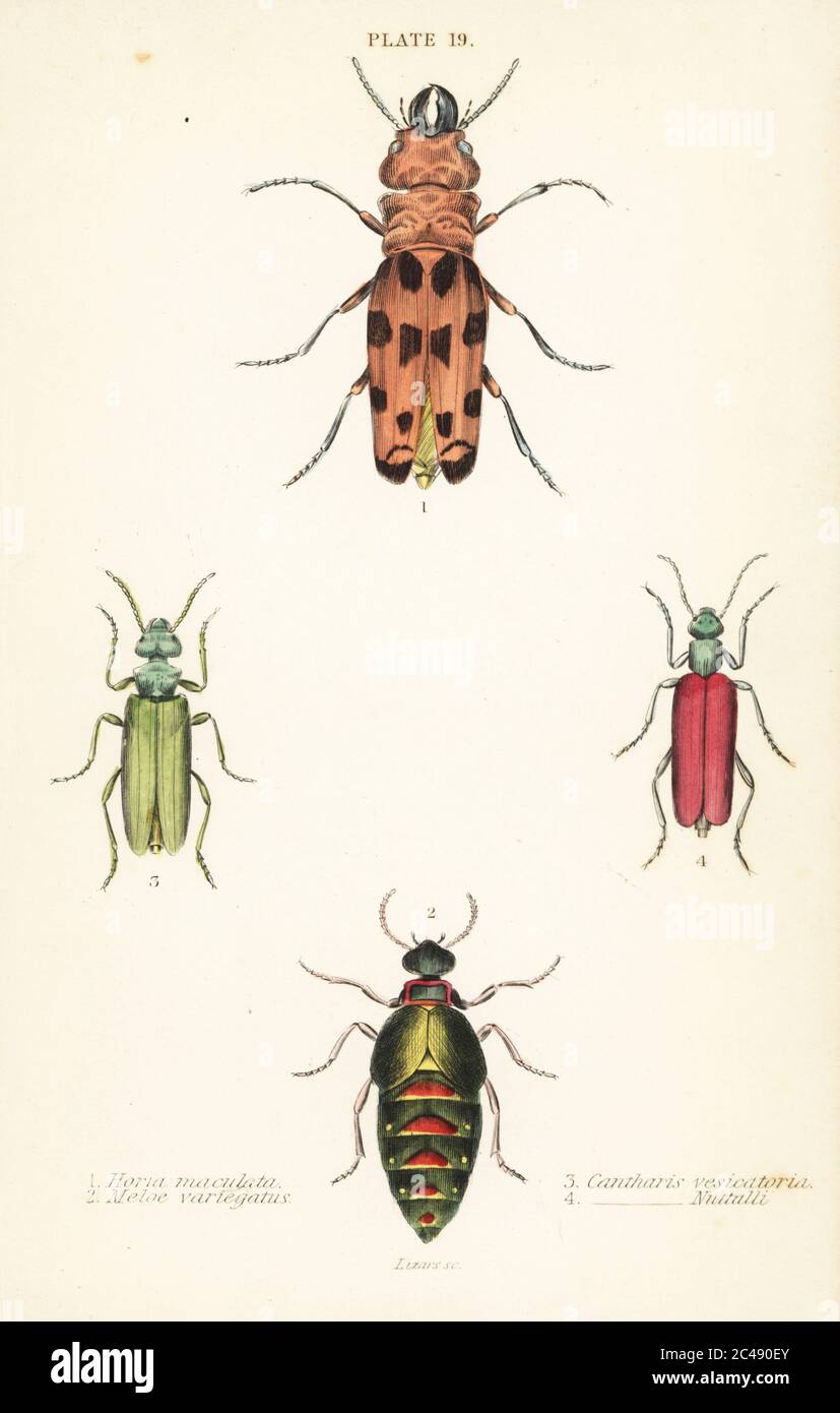 Cissites maculata 1, variegated oil beetle, Meloe variegatus 2, Spanish fly, Lytta vesicatoria 3, and Nuttall’s blister beetle, Lytta nuttalli 4. Handcoloured steel engraving by William Lizars from James Duncan’s Natural History of Beetles, in Sir William Jardine’s Naturalist’s Library, W.H, Lizars, Edinburgh, 1835. James Duncan was a Scottish zoologist and entomologist 1804-1861. Stock Photo
