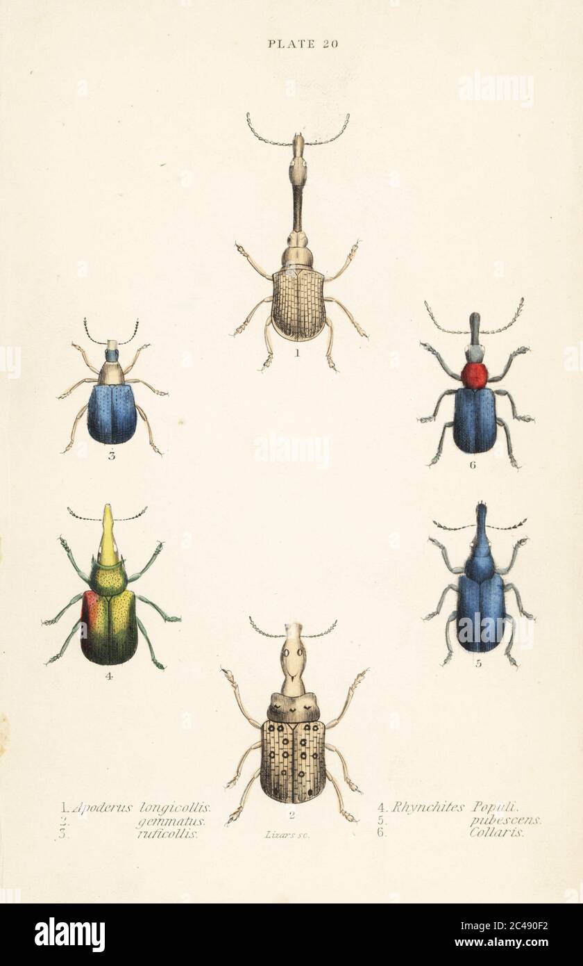 Weevils: Attelabus longicollis 1, Attelabus gemmatus 2, Attelabus ruficollis 3, Byctiscus populi 4, Rhycnhites pubescens 5, and Rhynchites collaris 6. Handcoloured steel engraving by William Lizars from James Duncan’s Natural History of Beetles, in Sir William Jardine’s Naturalist’s Library, W.H, Lizars, Edinburgh, 1835. James Duncan was a Scottish zoologist and entomologist 1804-1861. Stock Photo