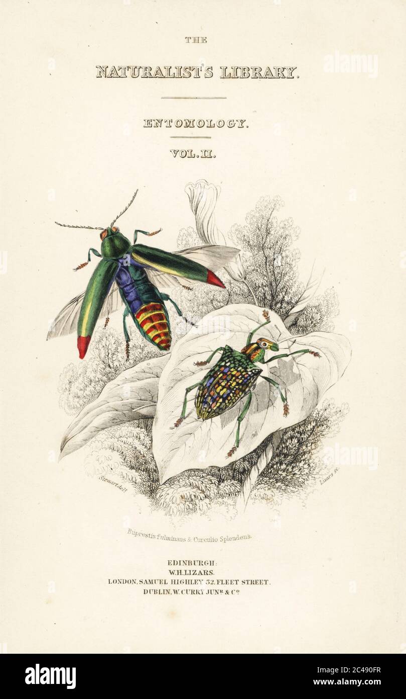 Title page with vignette of jewel beetle, Chrysochroa fulminans, and patch-winged diamond beetle,  Curculio splendens. Handcoloured steel engraving by William Lizars after an illustration by James Stewart from James Duncan’s Natural History of Beetles, in Sir William Jardine’s Naturalist’s Library, W.H, Lizars, Edinburgh, 1835. James Duncan was a Scottish zoologist and entomologist 1804-1861. Stock Photo