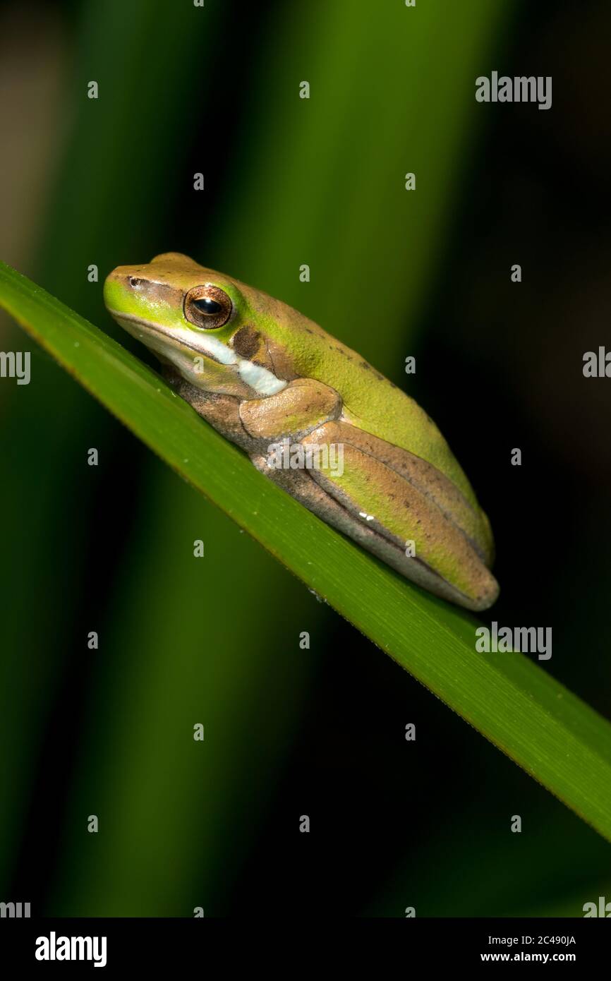Eastern dwarf tree frog (Litoria fallax). Cabarita Beach, NSW ...