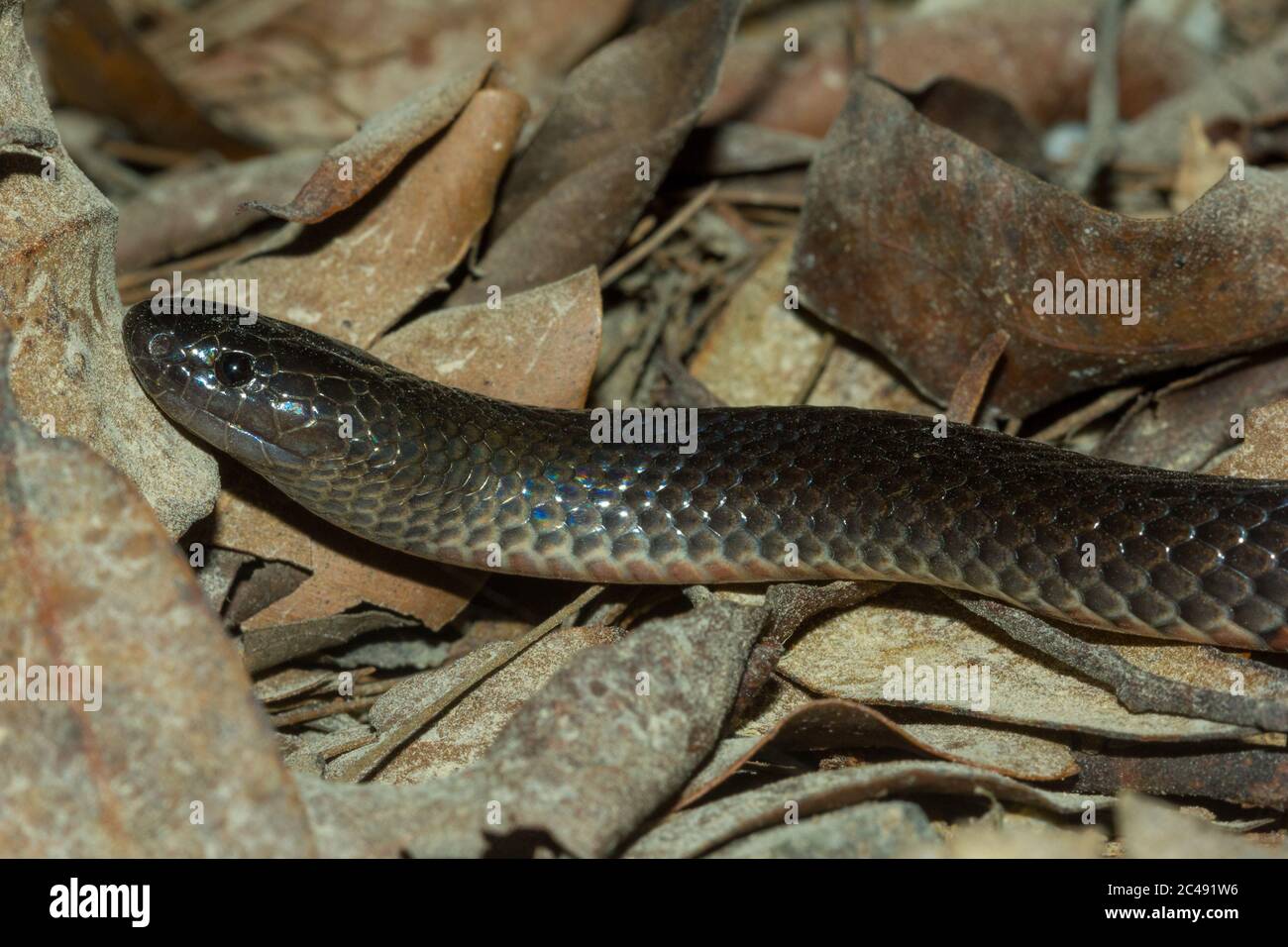 Eatern small-eyed snake (Cryptophis nigrescens). Mebbin National Park, NSW,  Australia Stock Photo - Alamy