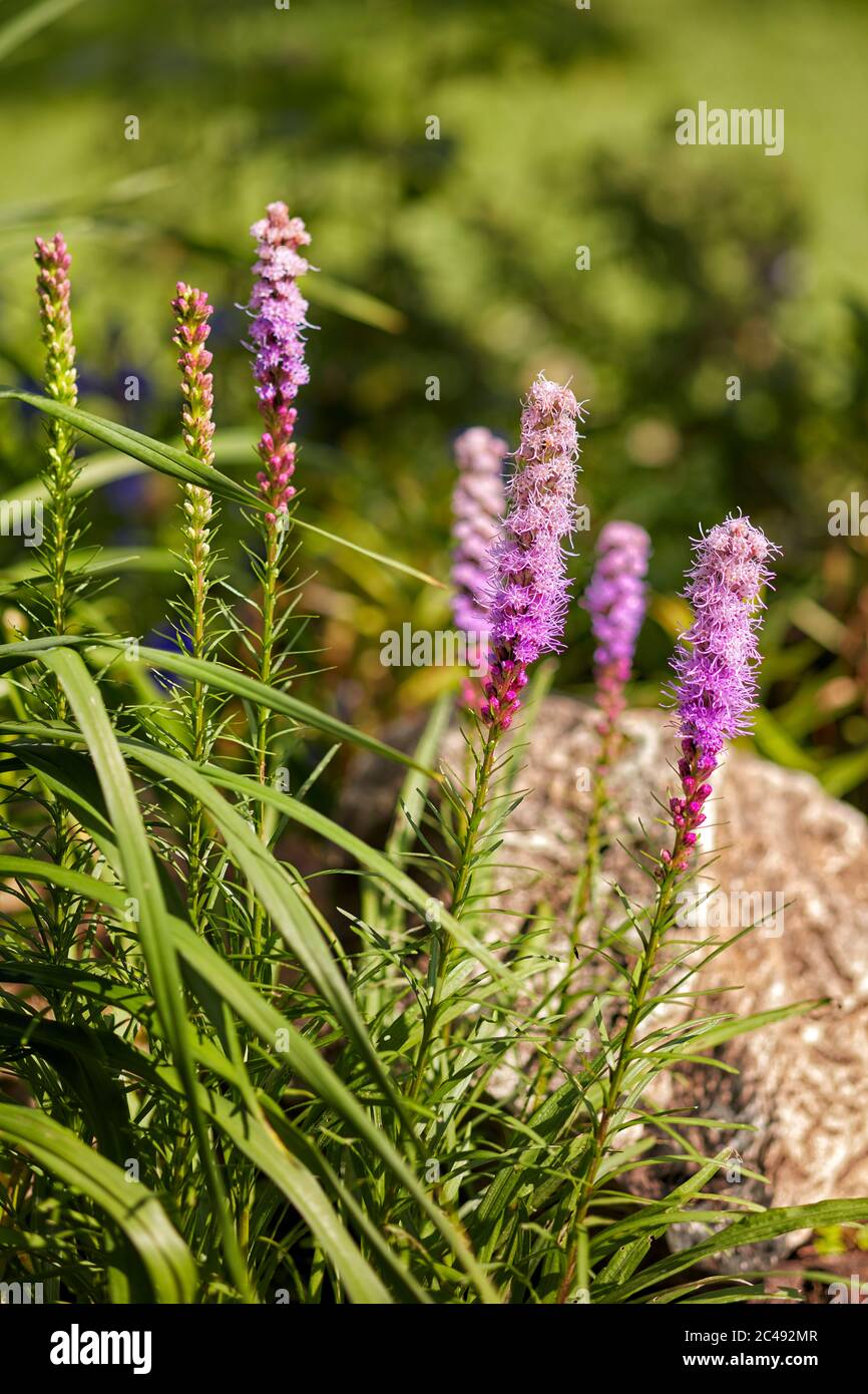 Flowering spikes of Liatris spicata 'Kobold' (commonly called Blazing Star) growing in the garden. Kaluga Region, Russia. Stock Photo