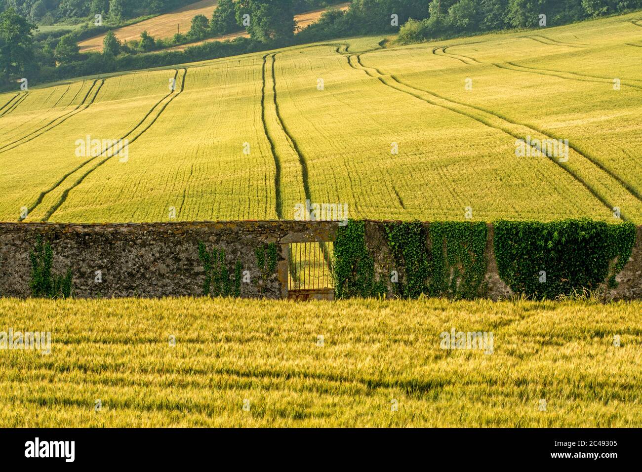 Portal and field of wheat, Puy de Dome, Auvergne-Rhone-Alpes, France Stock Photo