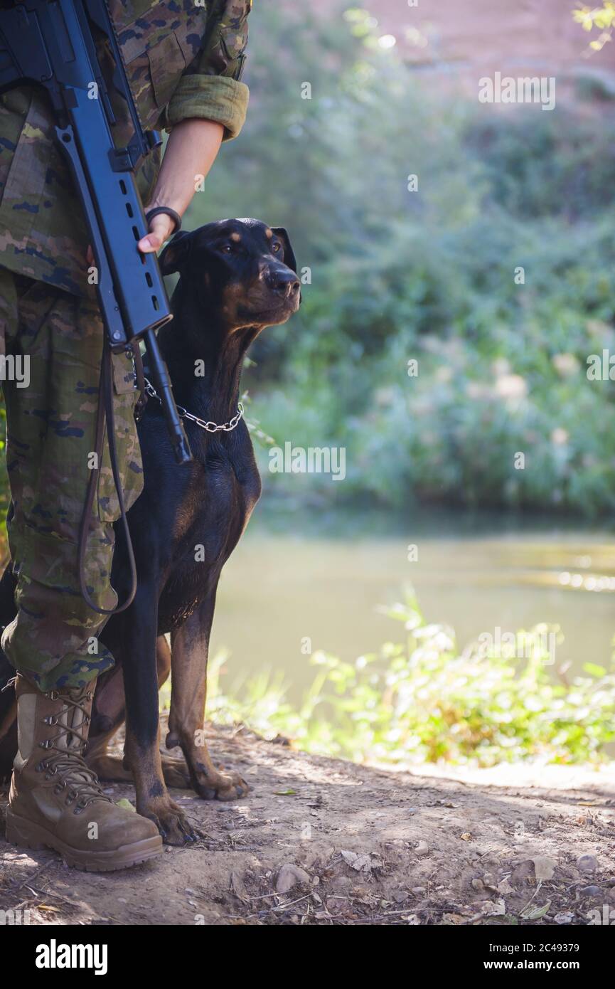 Vertical shot of a Doberman and a soldier with a gun standing on the ground under the sunlight Stock Photo