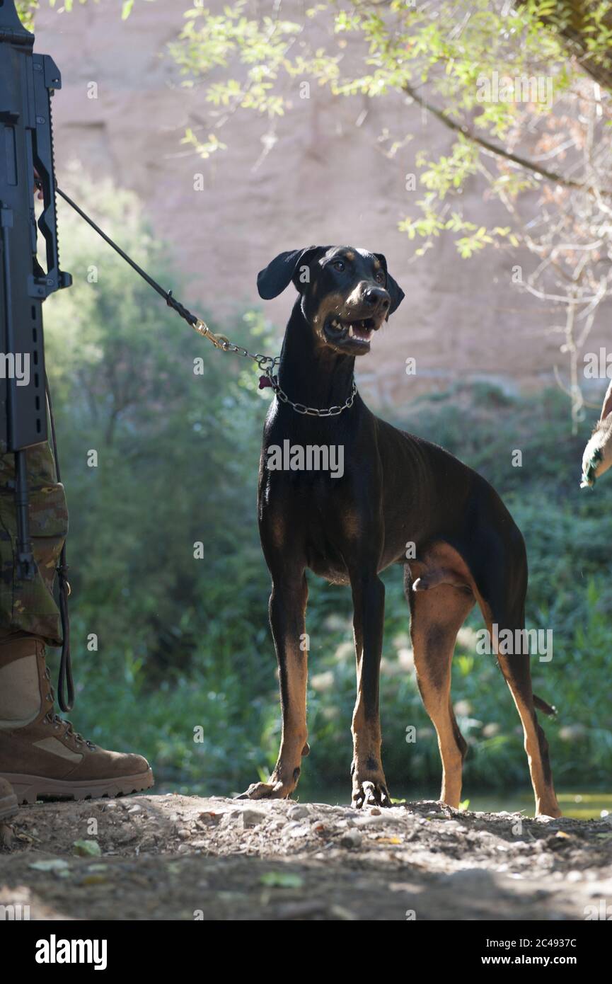 Vertical shot of a Doberman on a leash on the ground under the sunlight with a blurry background Stock Photo