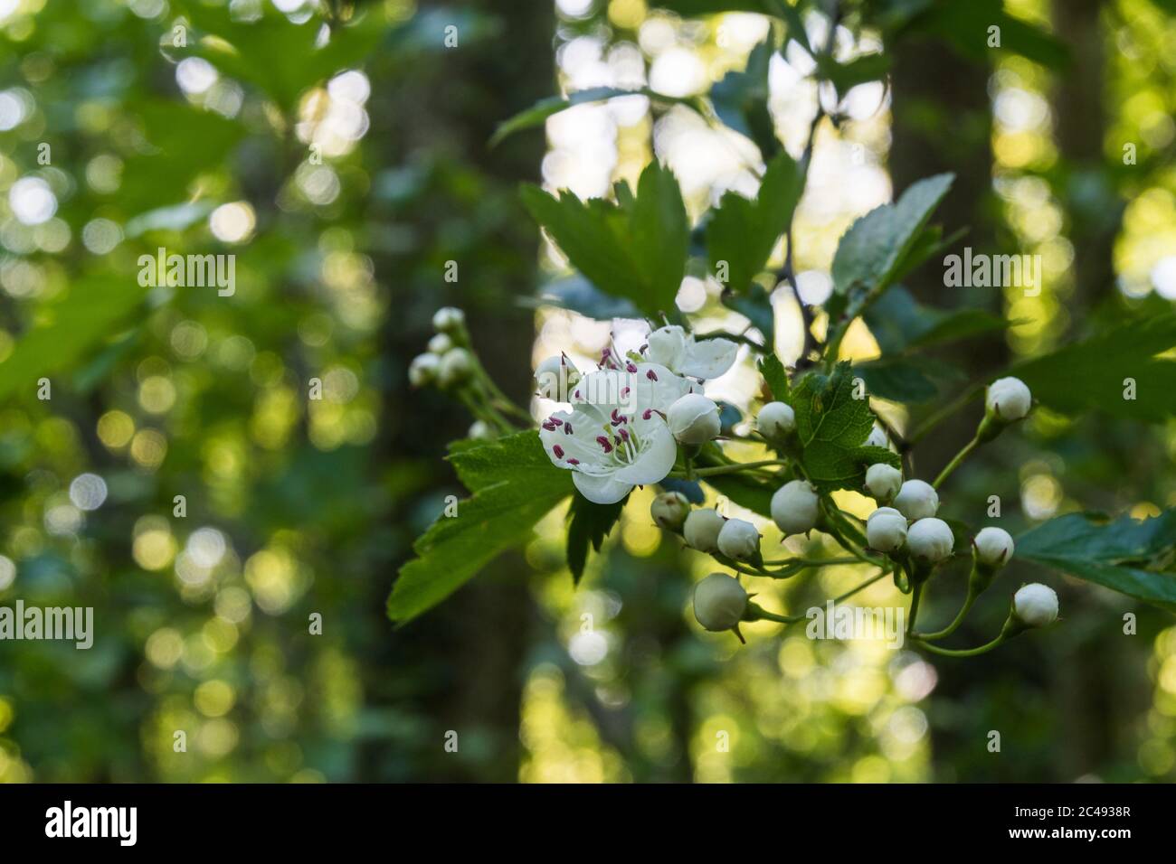 Blossom Hawthorn flower and buds closeup Stock Photo