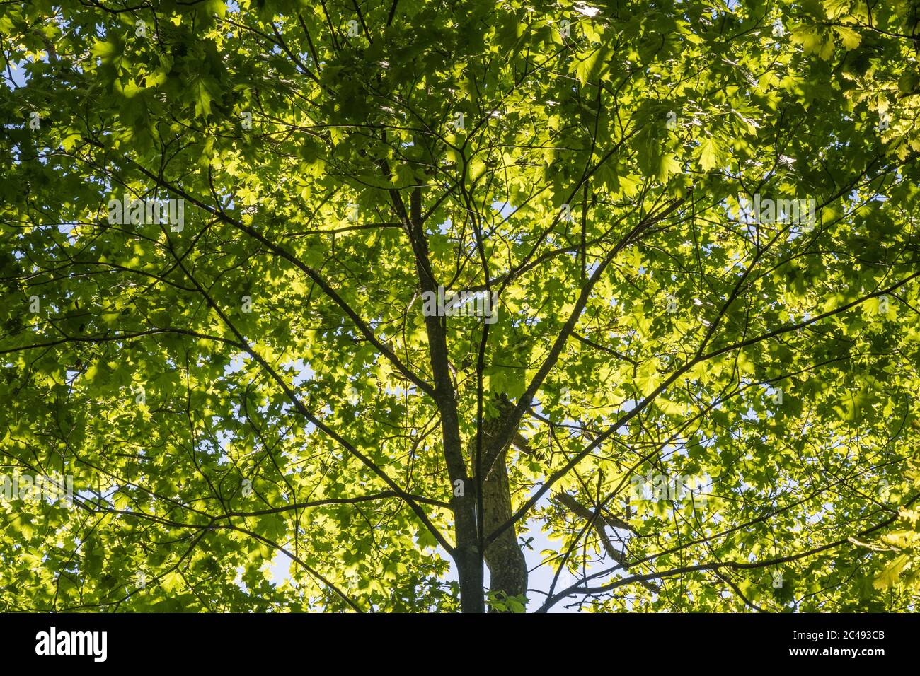Backlit lush deciduous tree top foliage Stock Photo