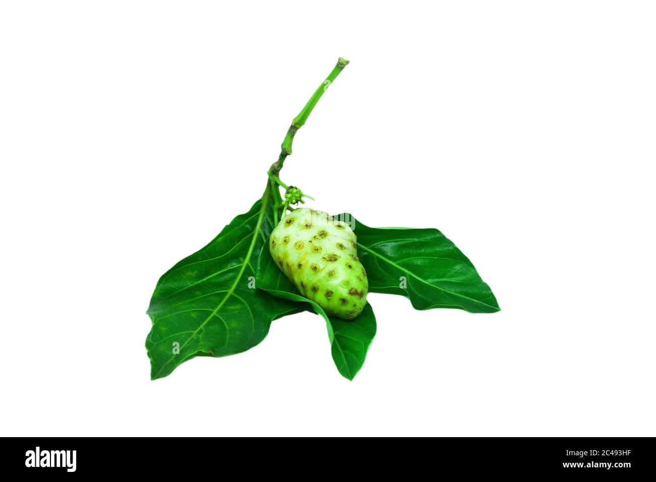 Succo di Noni e fresco frutta noni Foto stock - Alamy