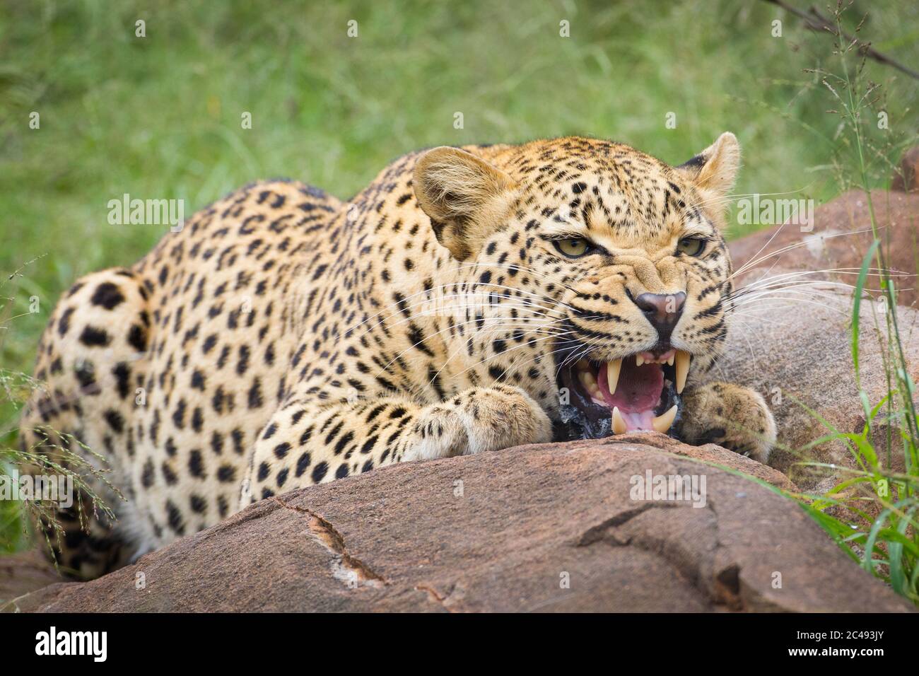 An adult male leopard showing aggression by snarling and crouching by a big boulder in Kruger Park South Africa Stock Photo