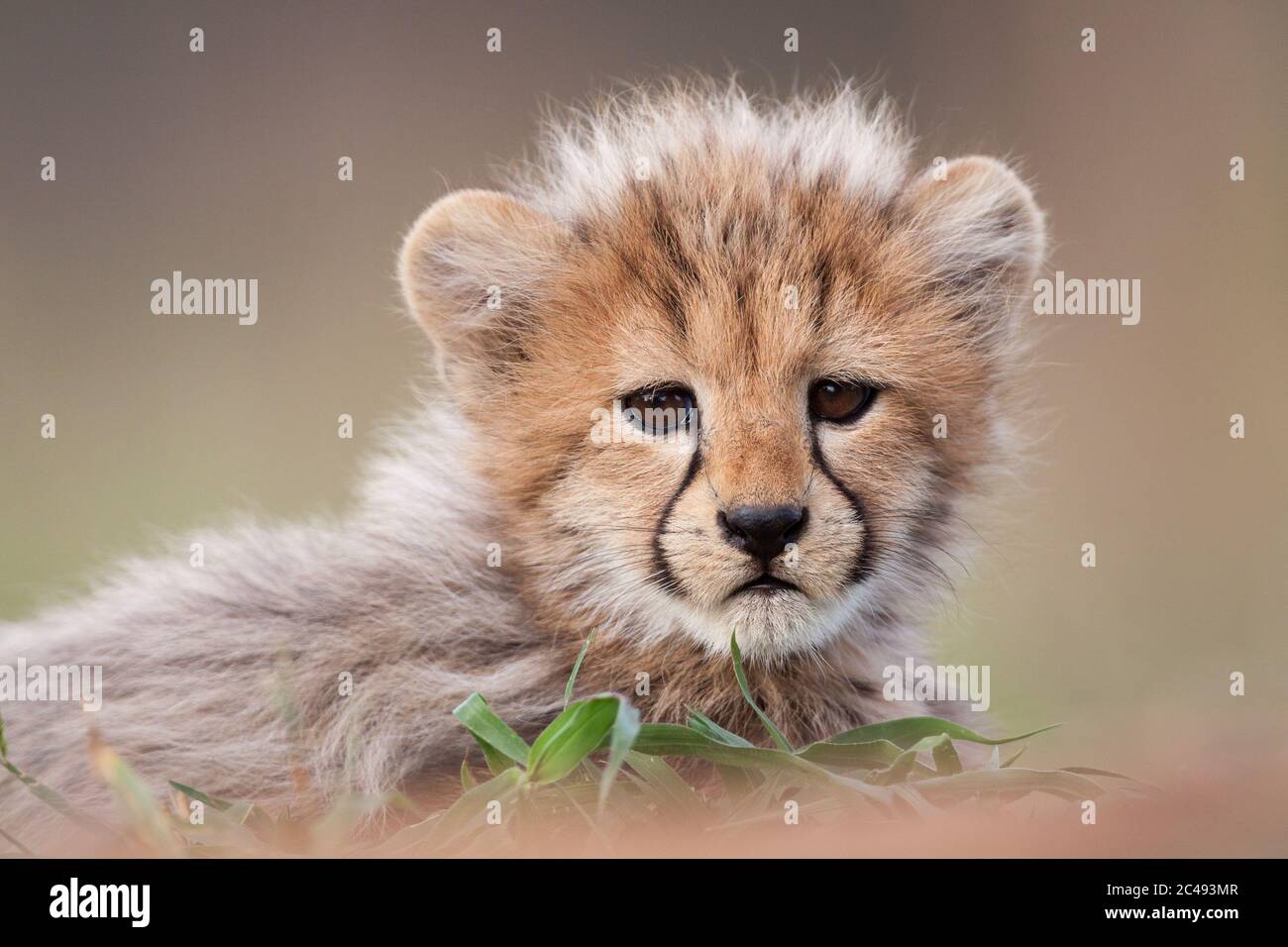 A close up of a small cheetah cub with a cute face looking into the camera with a smooth background in Kruger Park South Africa Stock Photo