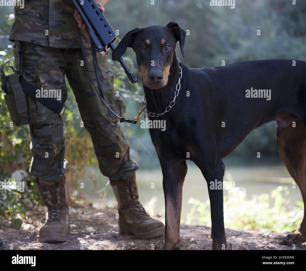 Closeup shot of a Doberman standing on the ground with a soldier under the sunlight at daytime Stock Photo