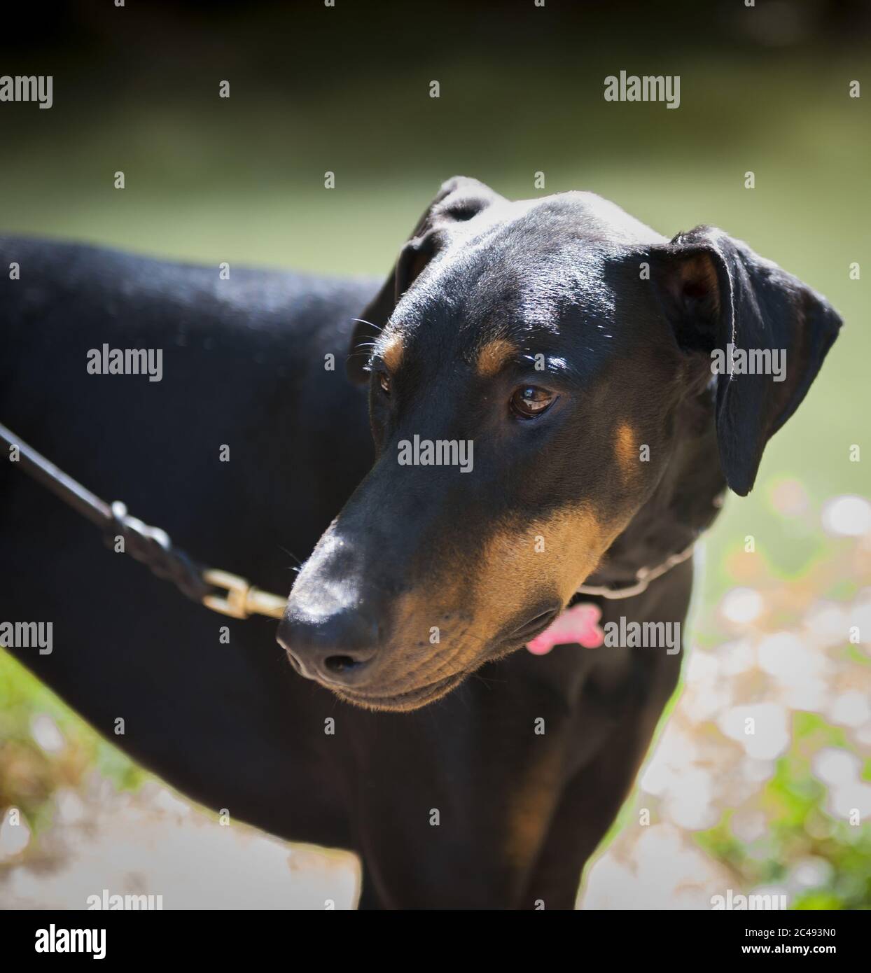 Closeup shot of a Doberman on a leash in a field under the sunlight with a blurry background Stock Photo
