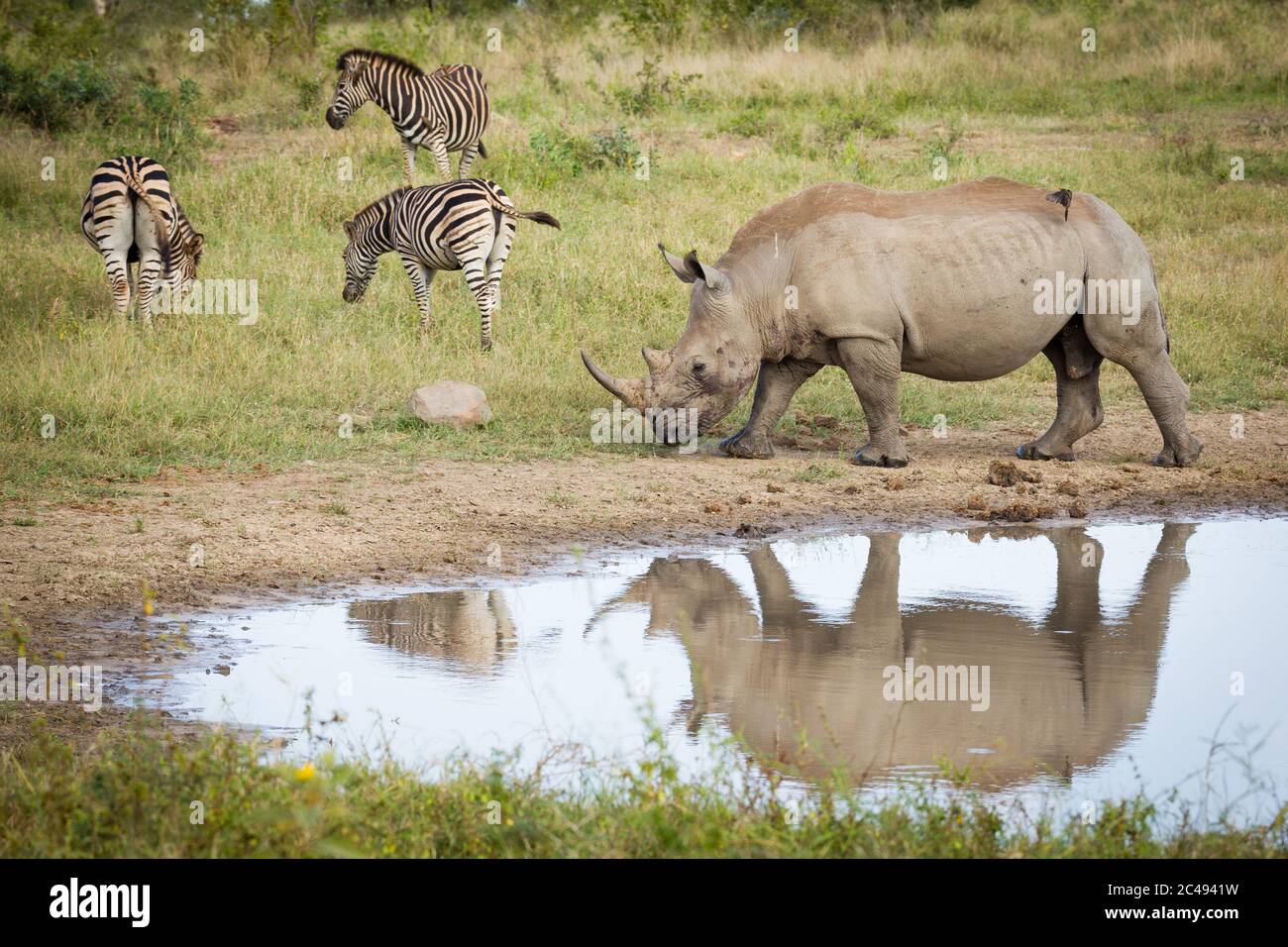 One adult rhino walking near the water with three zebra grazing nearby in Kruger Park South Africa Stock Photo
