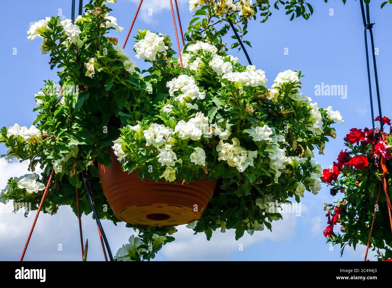 Petunia hanging basket hires stock photography and images Alamy