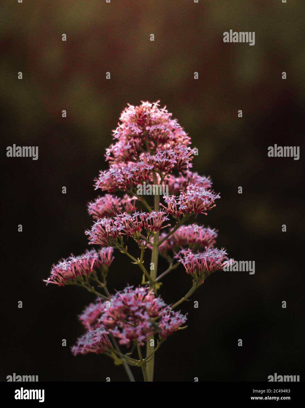 Plant with purple flowers in the garden Stock Photo - Alamy