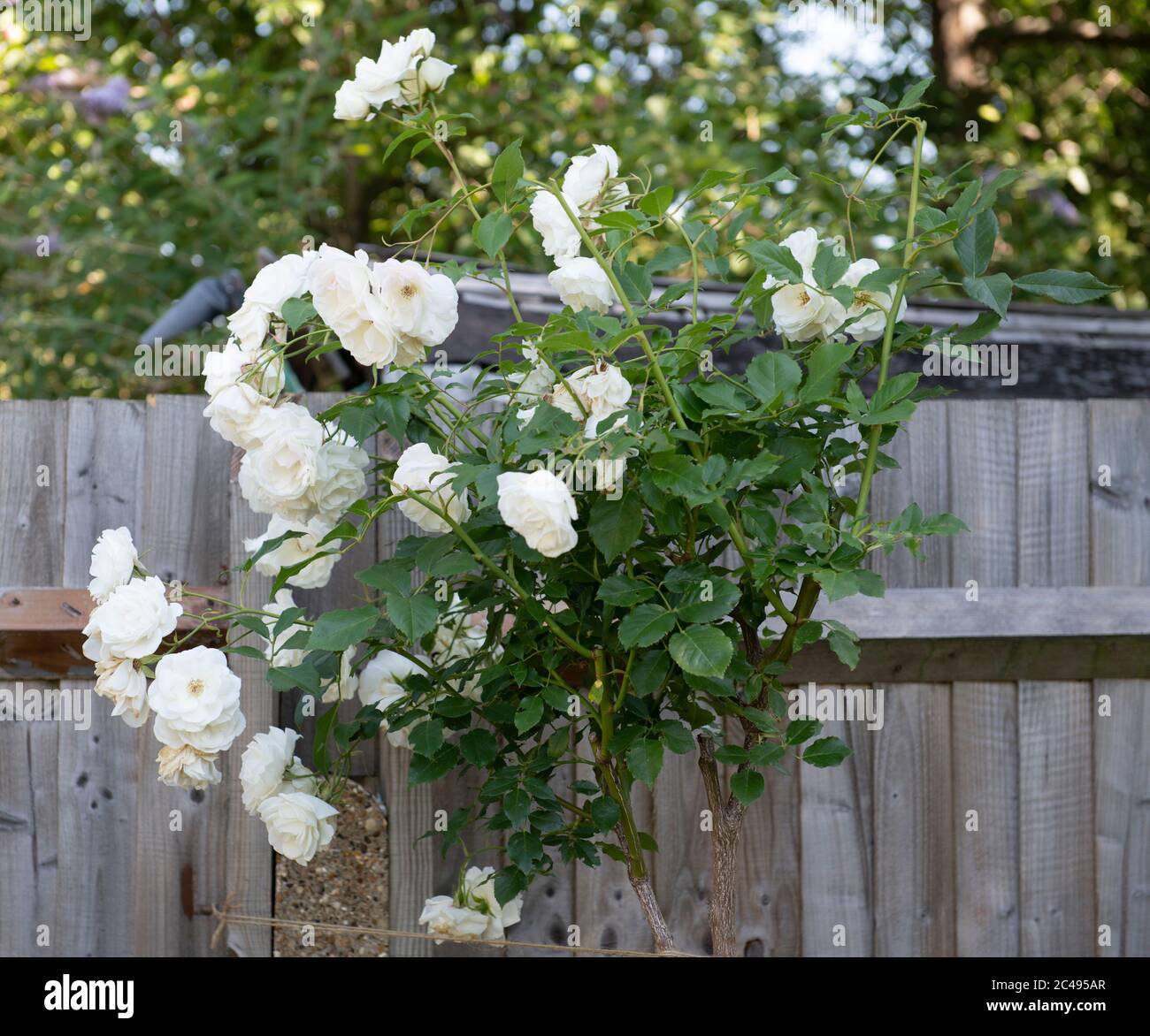 Iceberg Climbing Rose High Resolution Stock Photography and Images - Alamy