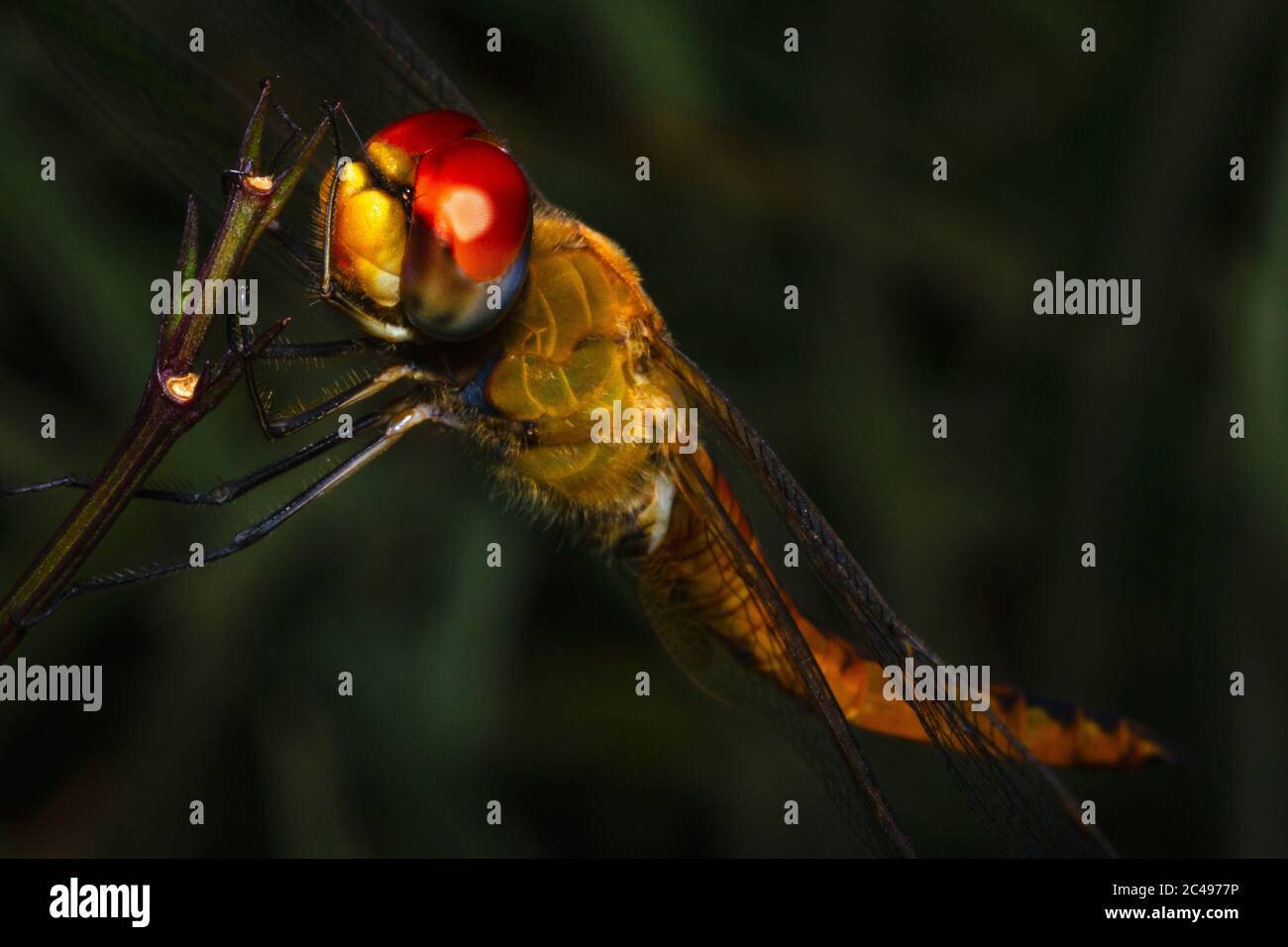 A yellow dragonfly resting on the plant branches in a close-up picture ...