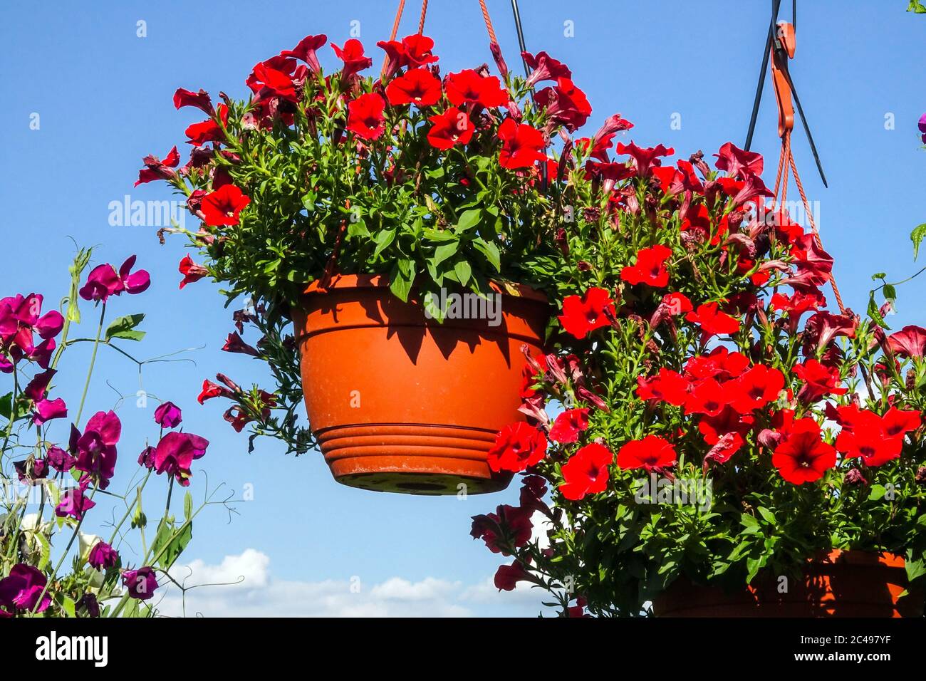 Red Petunia hanging basket Petunias Surfinia Hanging baskets Stock Photo