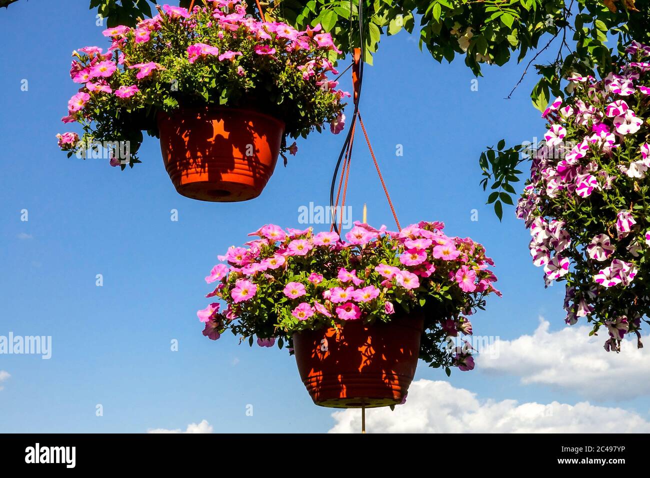 Hanging basket two baskets with Petunias-Surfinia in a summer garden, flowers, and blue sky background, petunias garden flowers Stock Photo