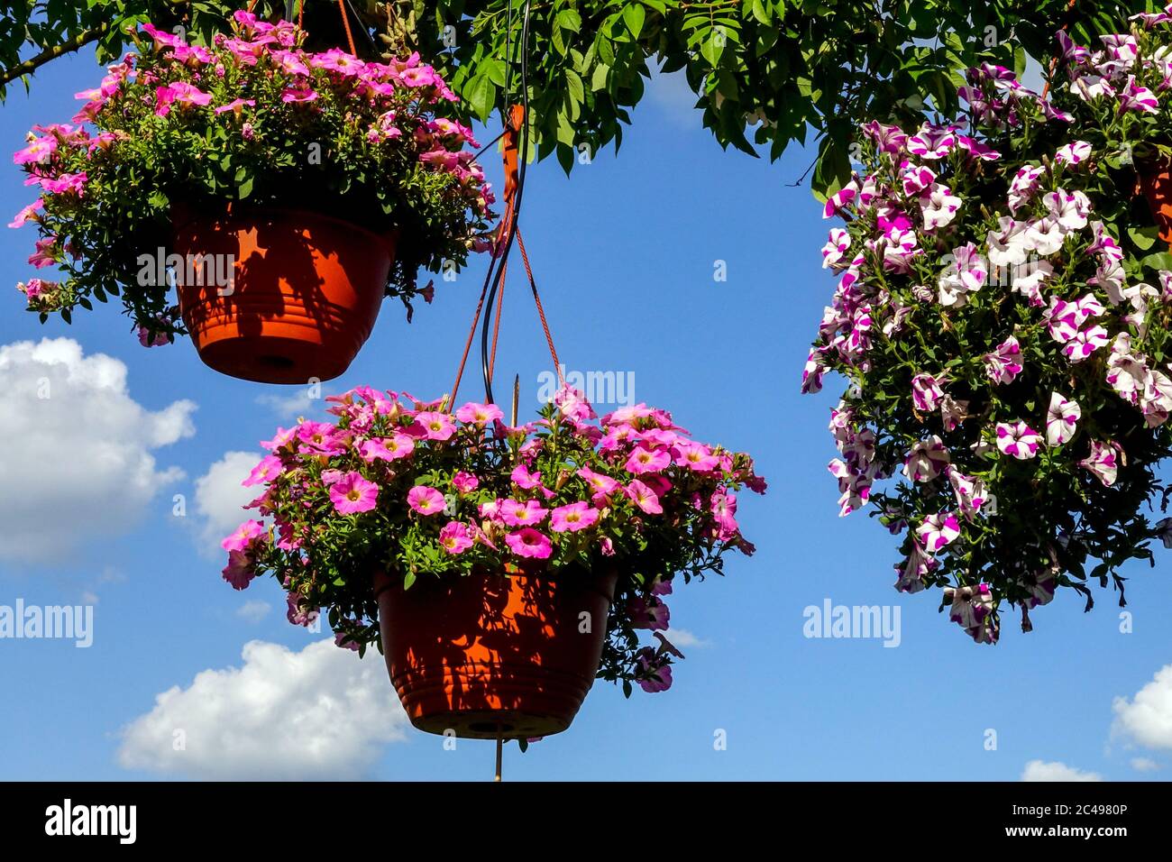 Pink Petunia hanging basket, pot Petunias Surfinia pots Stock Photo