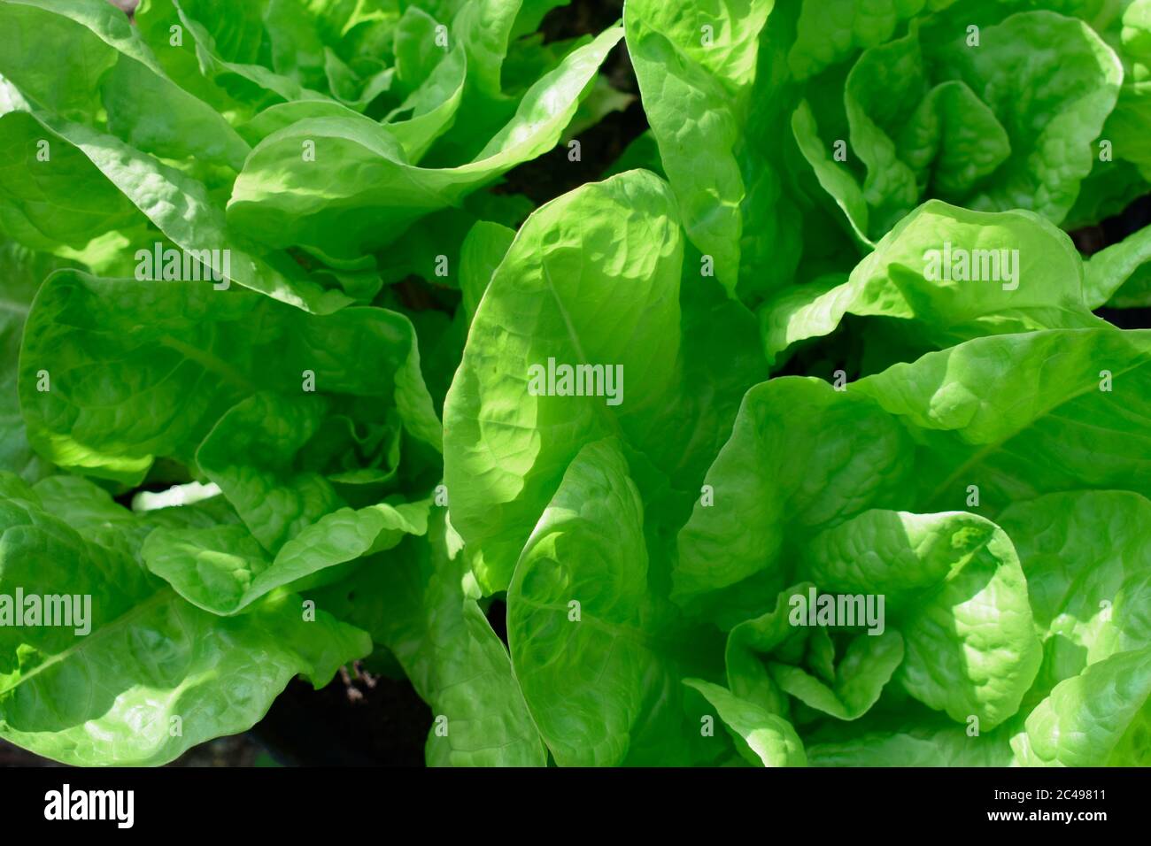 Valdor lettuce growing Stock Photo Alamy