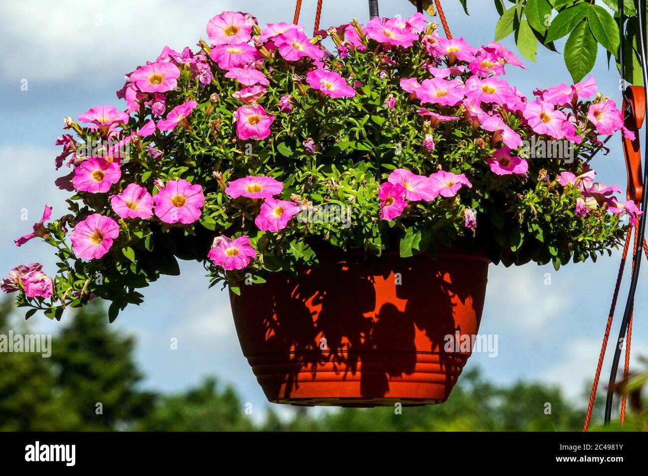 Petunia hanging pot Pink petunias flowers in hanging basket garden plants Petunia pot flowerpot Stock Photo