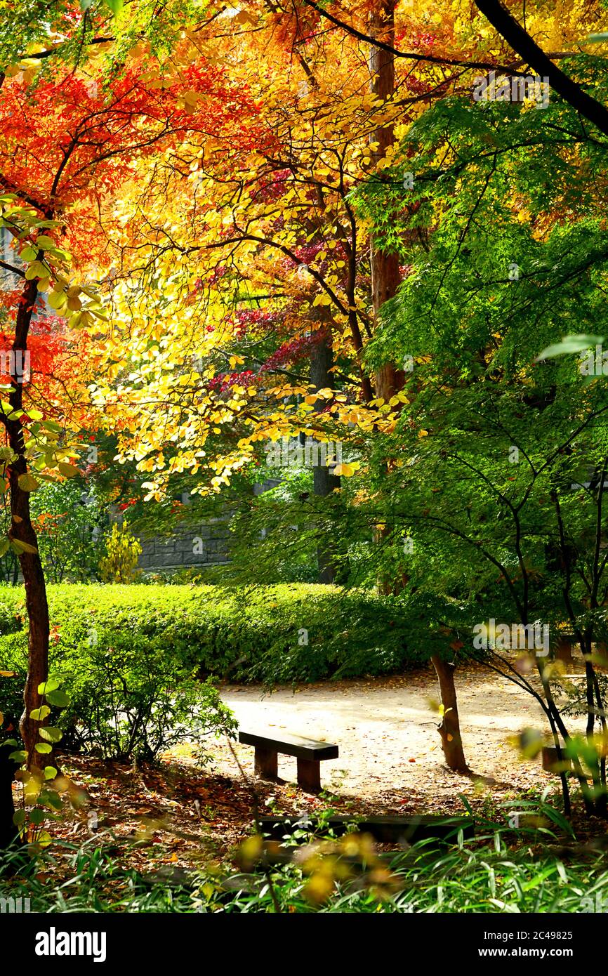 Autumn forest. Colorful forest with sun rays through branches of trees ...