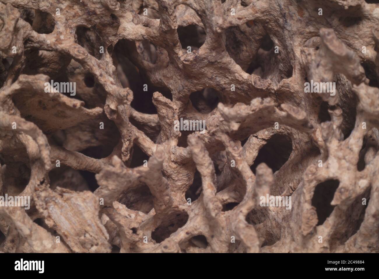 Macro shot holes and tunnels inside the damaged timber created by termites Stock Photo