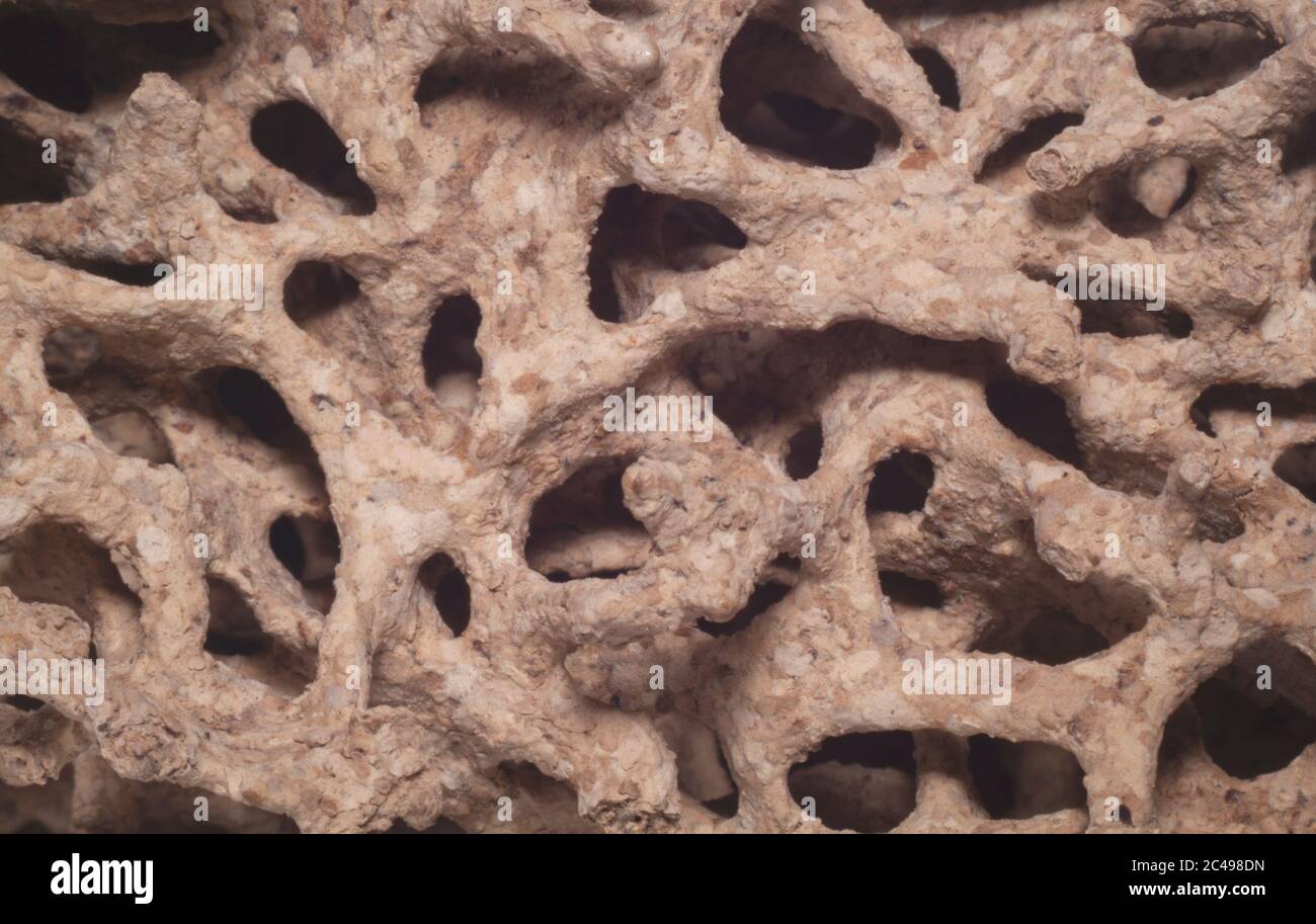 Macro shot holes and tunnels inside the damaged timber created by termites Stock Photo