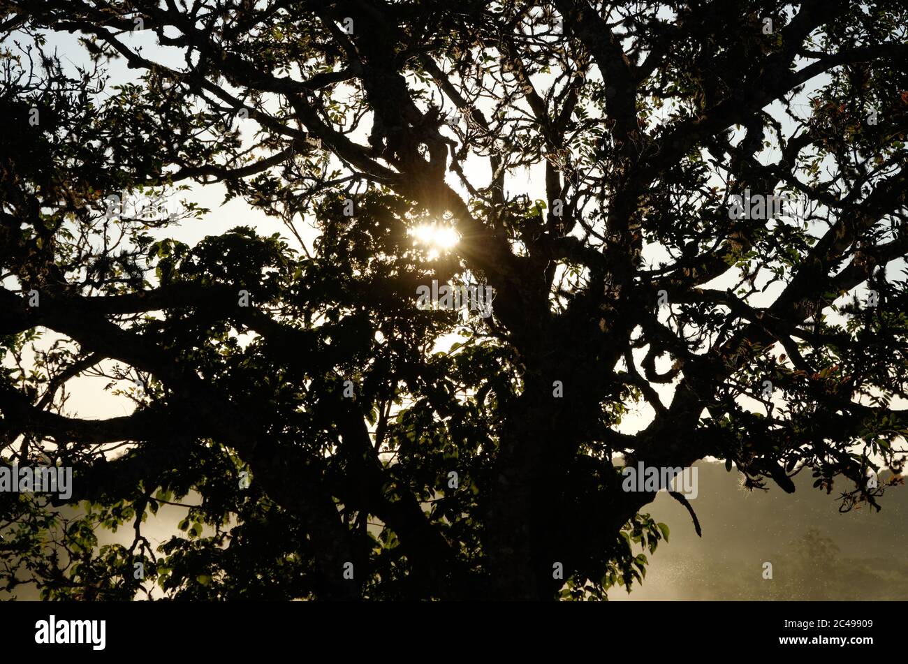 Trees in silhouette against a setting sun at Iguacu falls, Brazil, South America Stock Photo