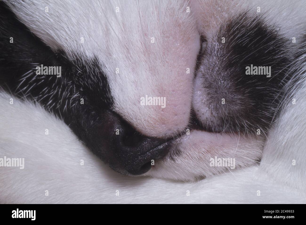 Sleeping beauty a cat snout close-up image Stock Photo