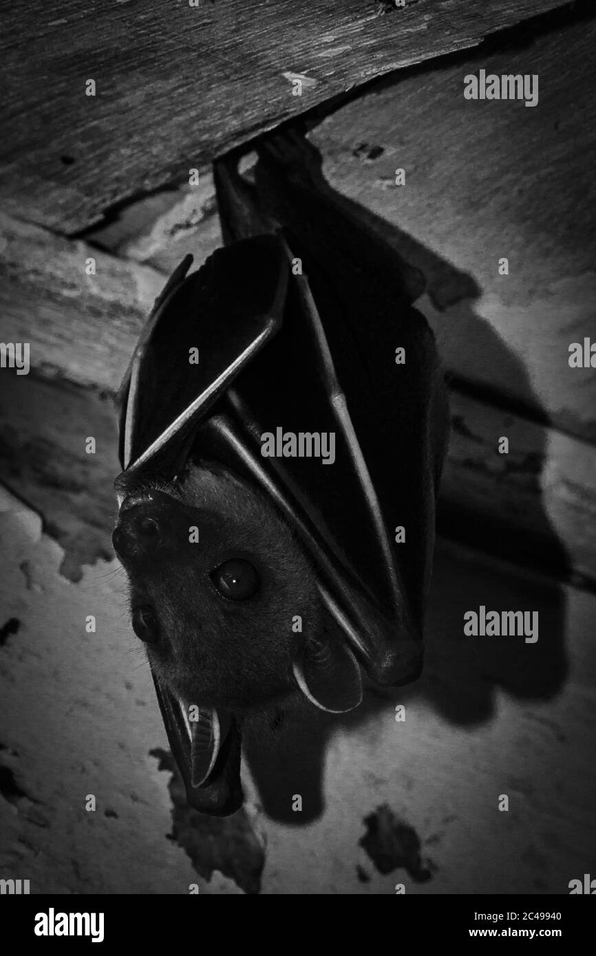 A fruit bat resting on the ceiling in black and white picture Stock Photo