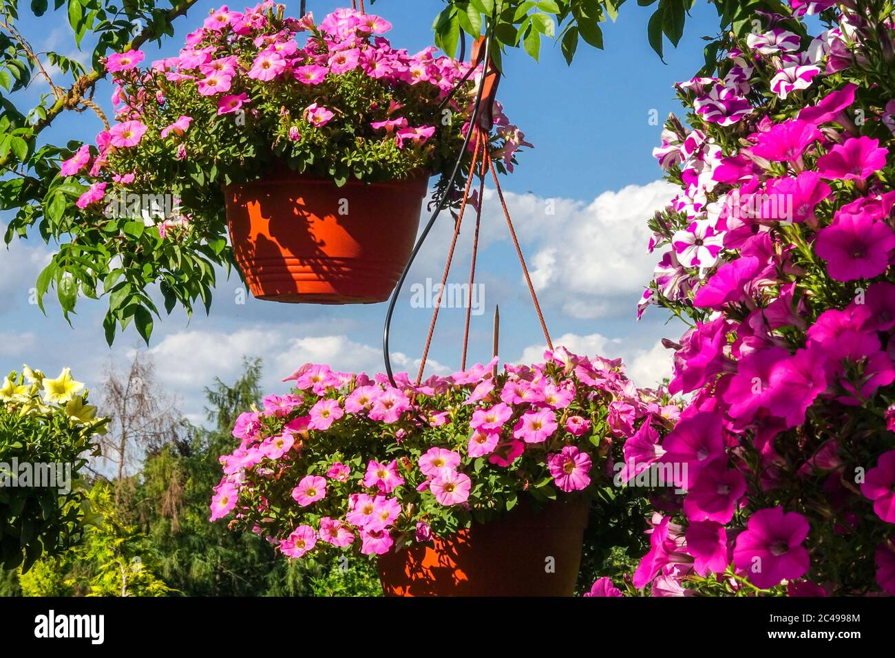 Hanging plants in basket, growing in summer garden Hanging baskets baskets Stock Photo