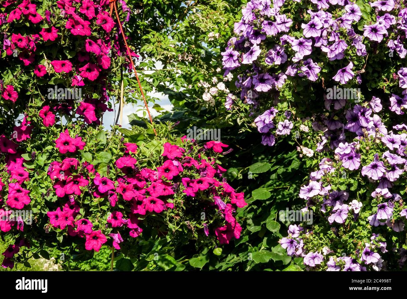 Hanging colorful plants flowers in basket Stock Photo