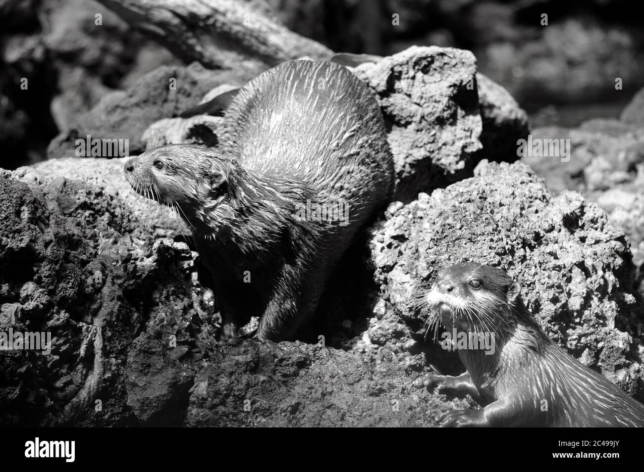 White otters hi-res stock photography and images - Alamy