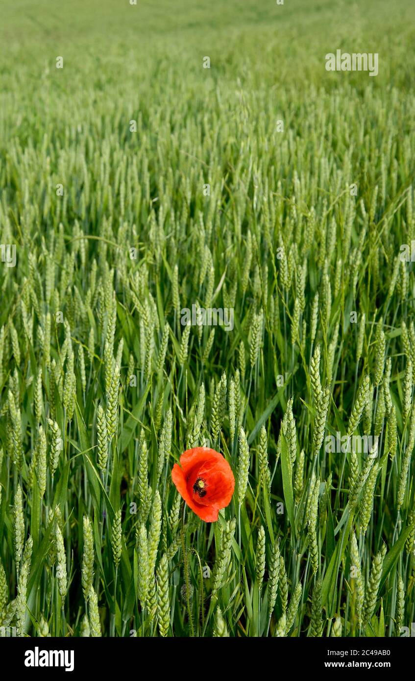 Poppy in field of wheat,  Puy de Dome, Auvergne-Rhone-Alpes, France Stock Photo