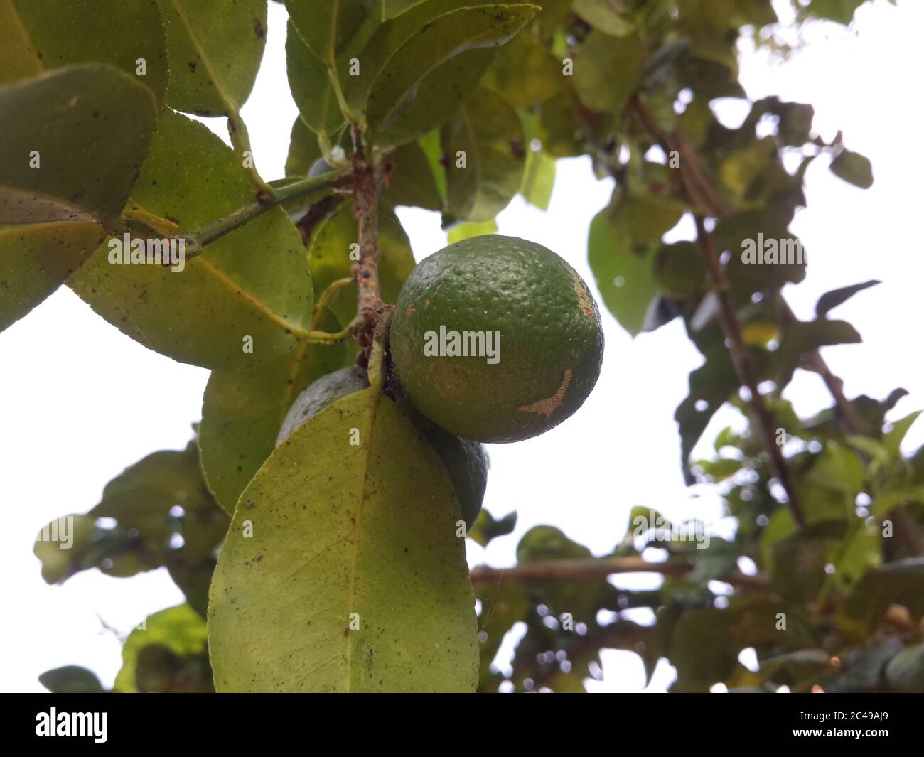 Closeup shot of a Philippine lime with blurred leaves background Stock Photo