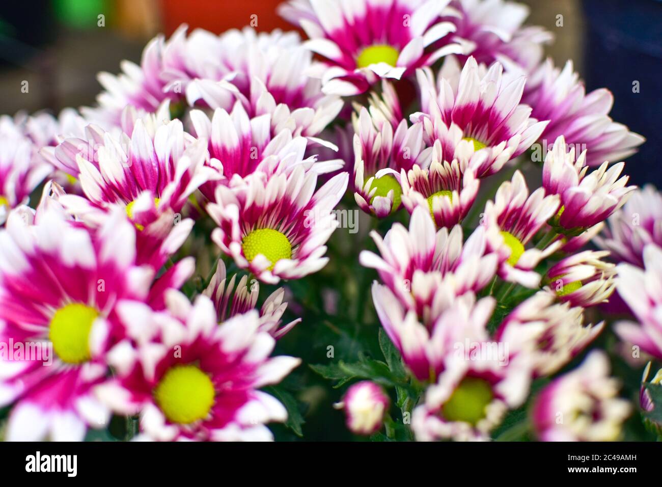 Purple chrysanthemum flower close-up, abstract background, HD Image and