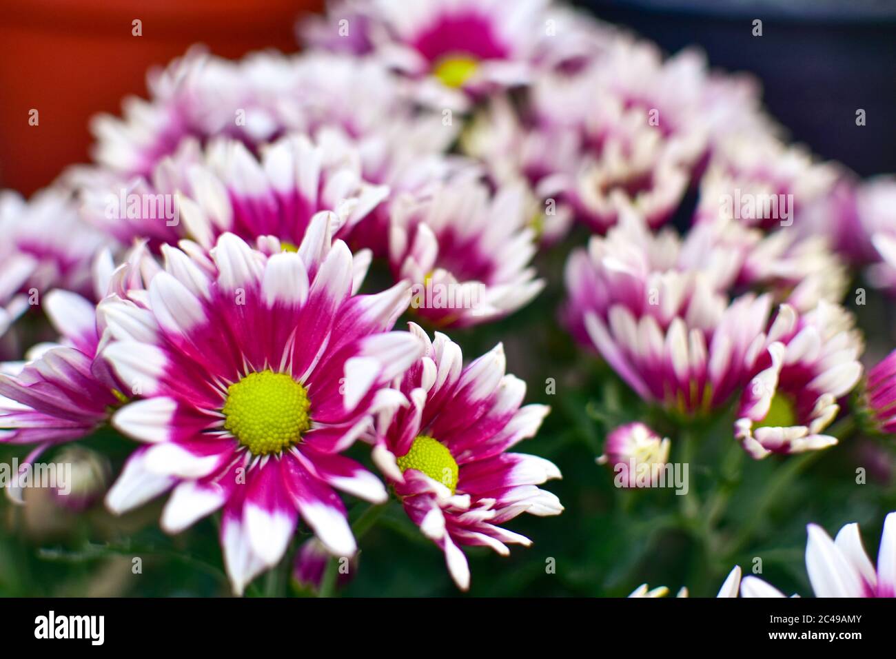 Purple chrysanthemum flower close-up, abstract background, HD Image and