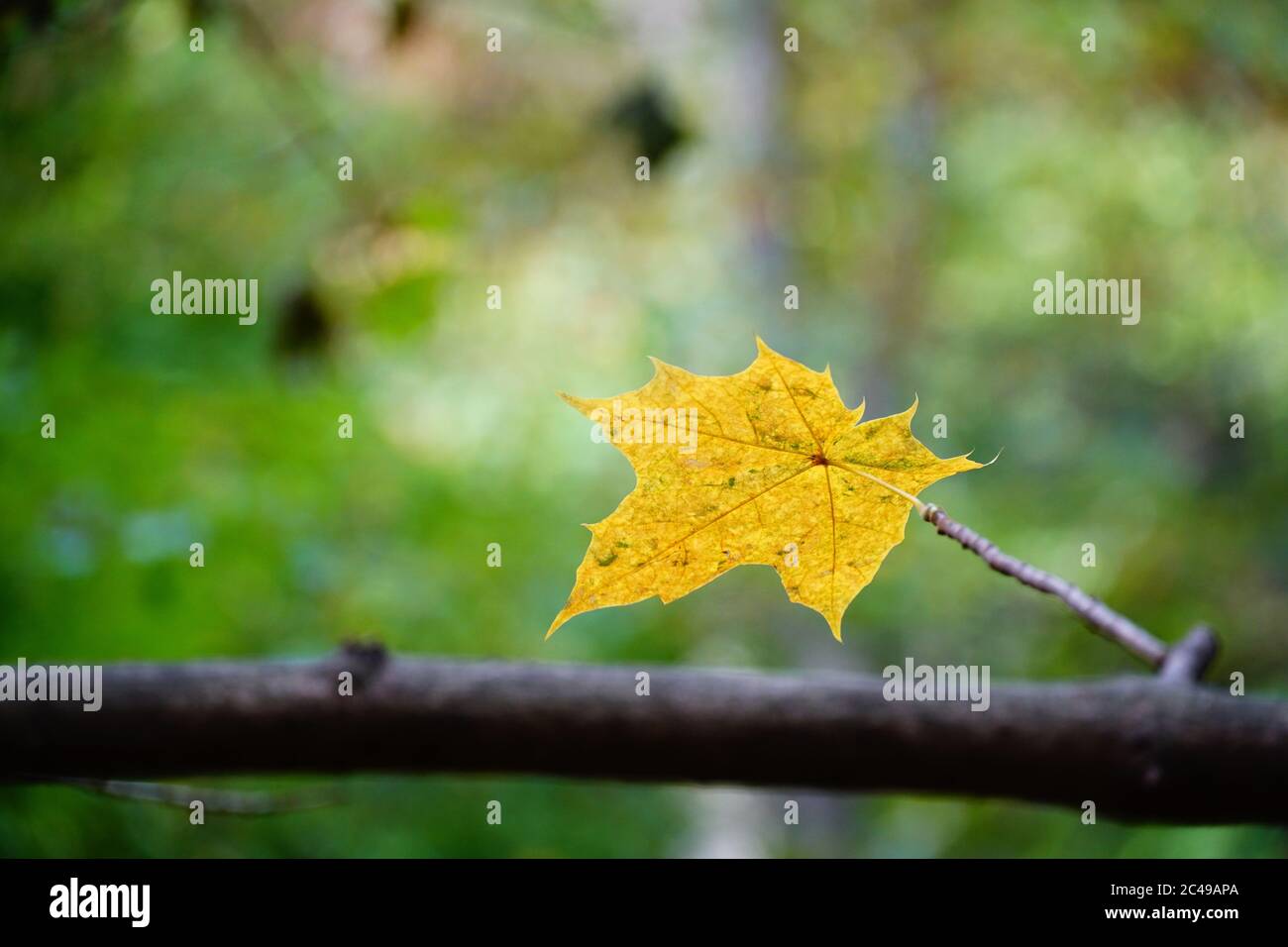 Yellow autumn leaf in a park Stock Photo - Alamy