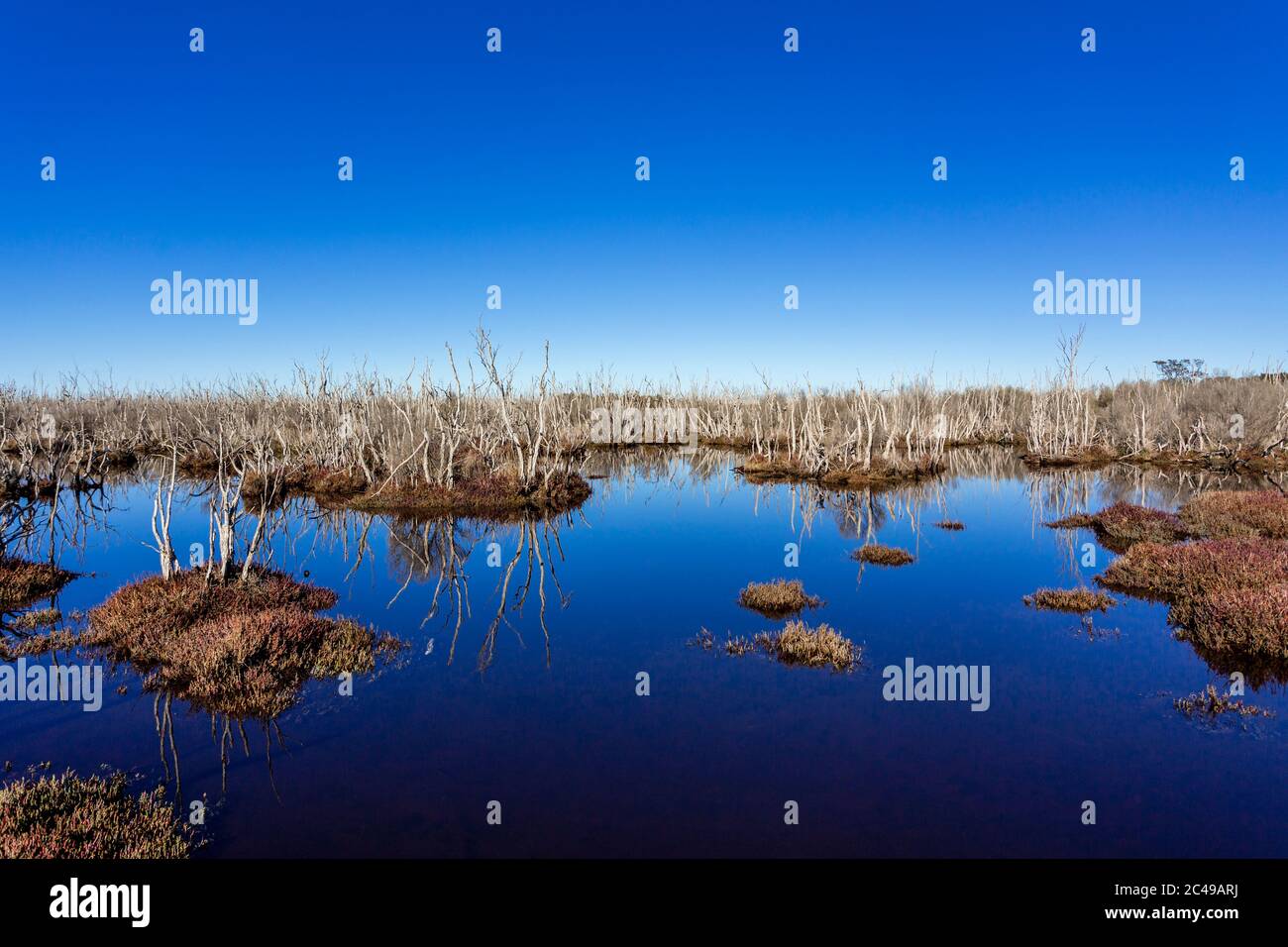 Wetland at a natural reserve with a dense and healthy saltmarsh and dried paperbark trees Stock Photo