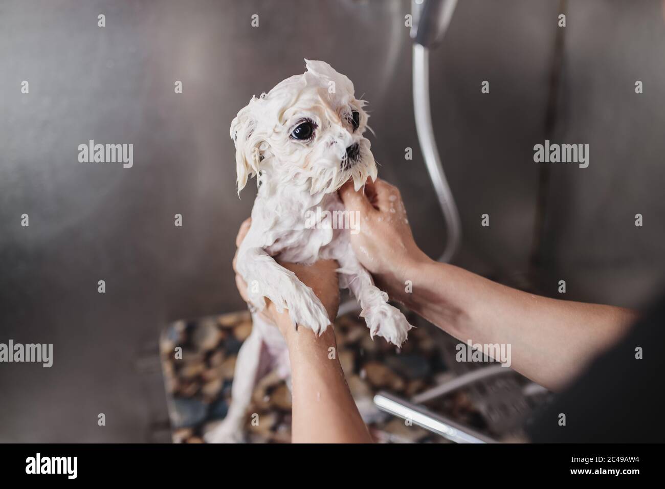 Portrait Young Pedigree Maltese Dog High Resolution Stock Photography And Images Alamy