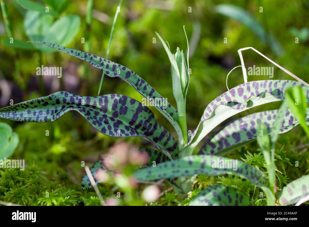 Young heath spotted orchid (Dactylorhiza maculata) Stock Photo