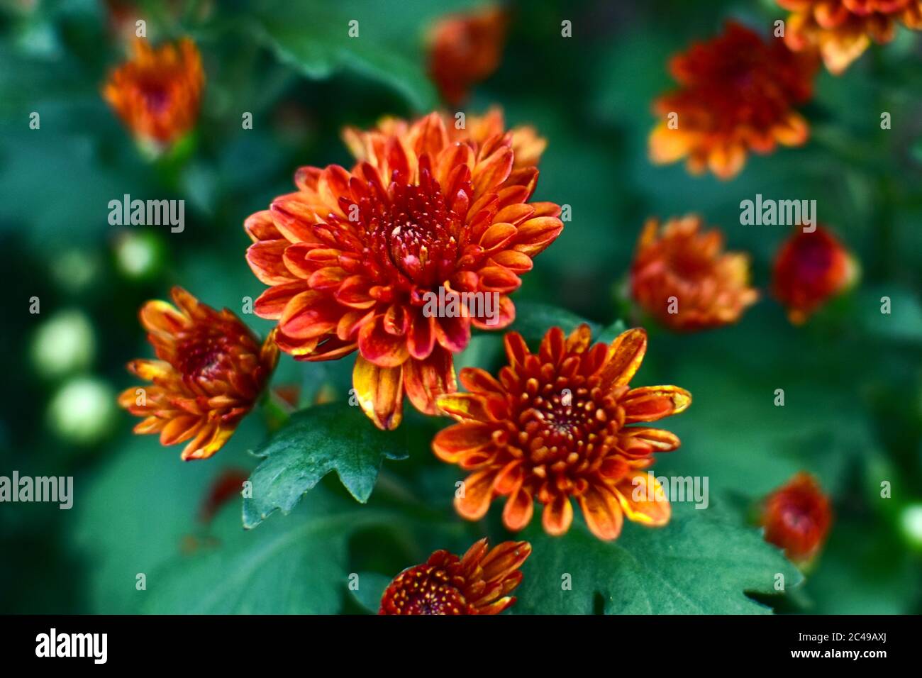 red chrysanthemum flower close-up, abstract background, HD Image and