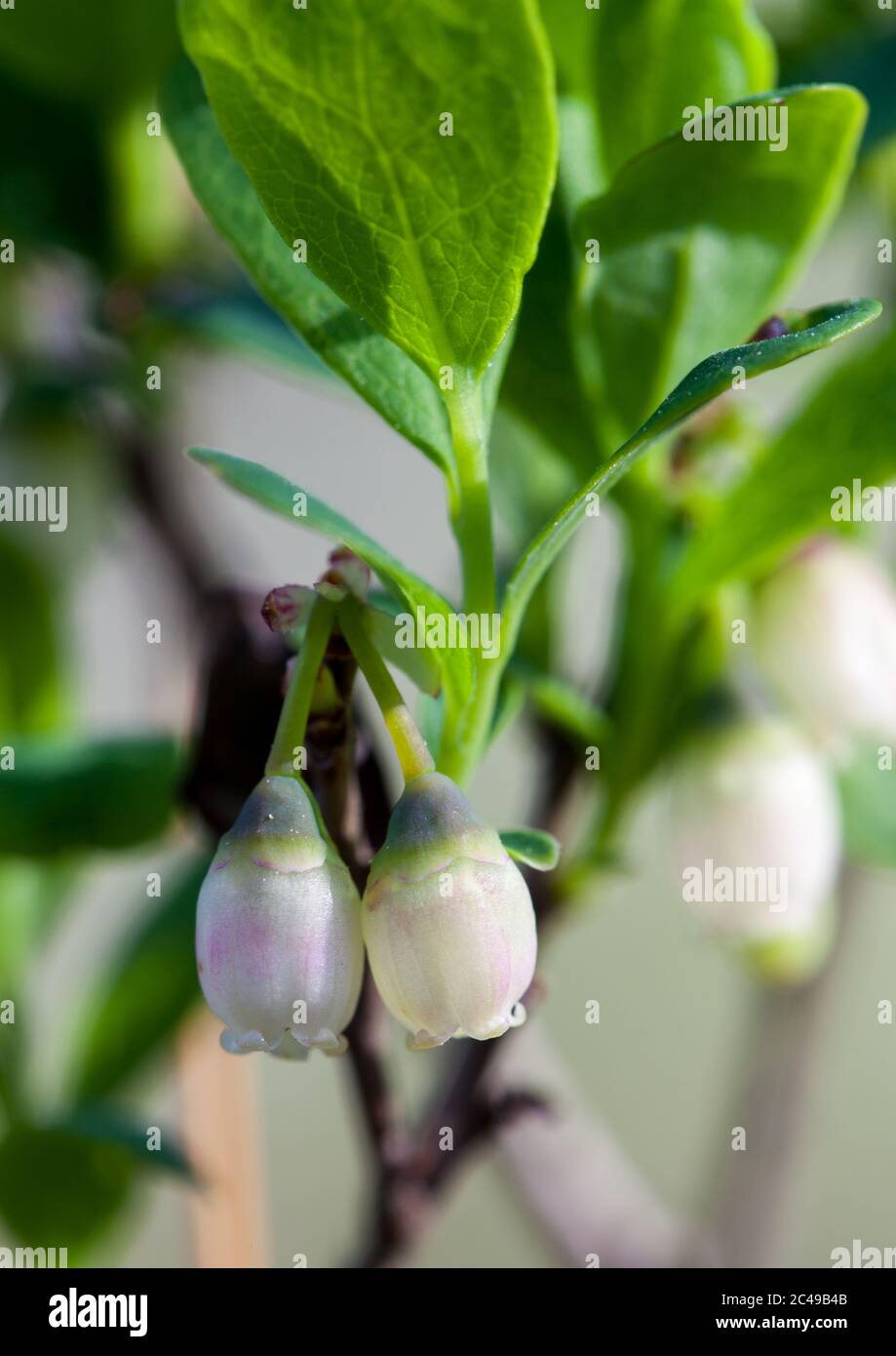 Bog bilberry (Vaccinium uliginosum) Stock Photo