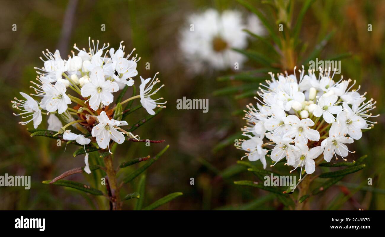 Marsh Labrador tea (Rhododendron tomentosum) Stock Photo